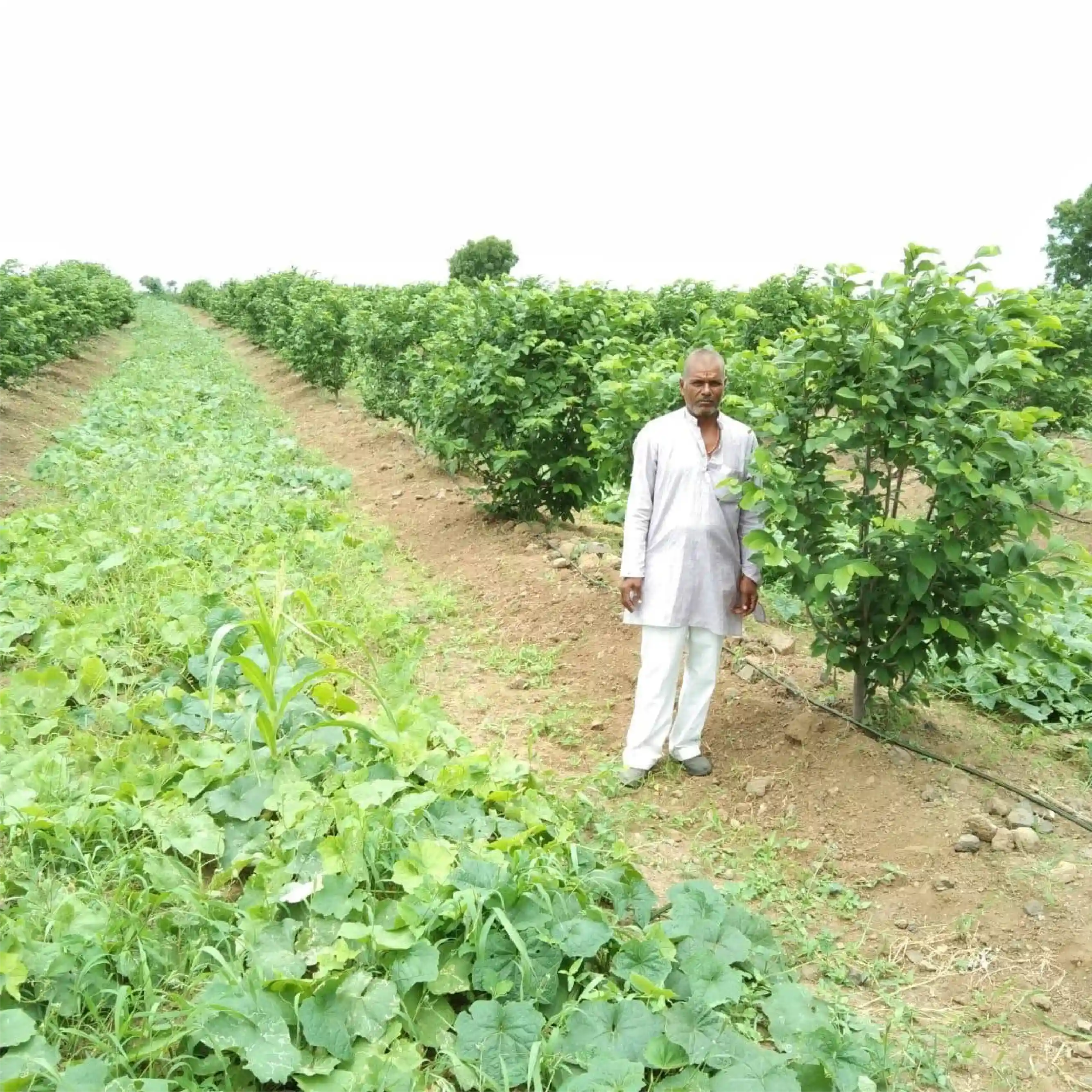 A Low-Investment Farming Approach